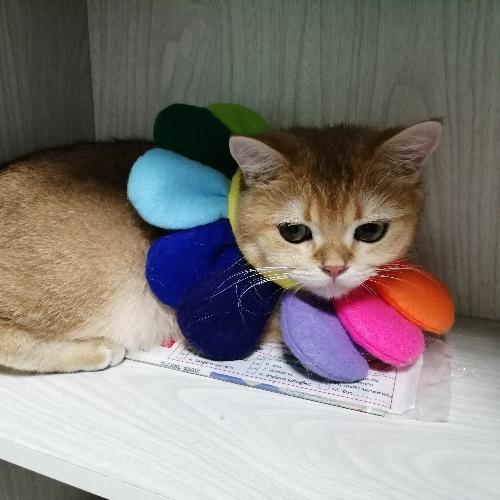 สมาชิกหมายเลข 5117737