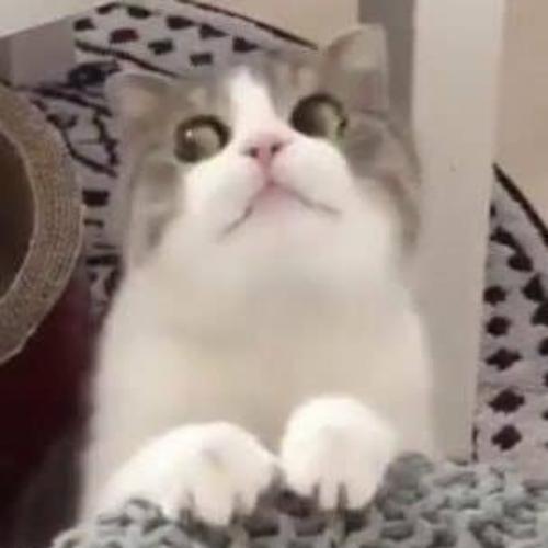 สมาชิกหมายเลข 5156562