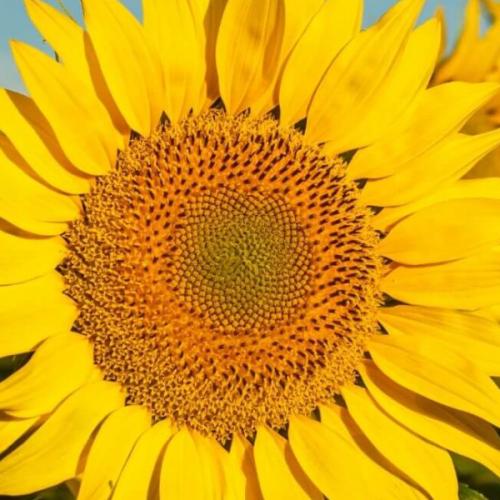 สมาชิกหมายเลข 3219433