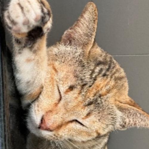 สมาชิกหมายเลข 838565