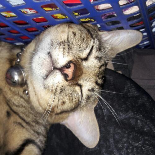 สมาชิกหมายเลข 4979977