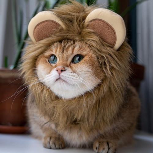 สมาชิกหมายเลข 1717279