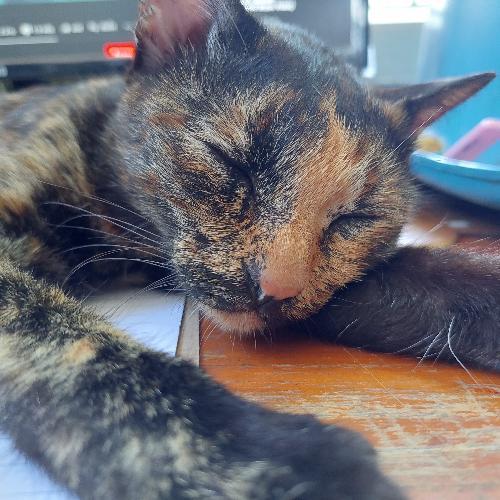 สมาชิกหมายเลข 6472649