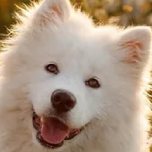 สมาชิกหมายเลข 4309576