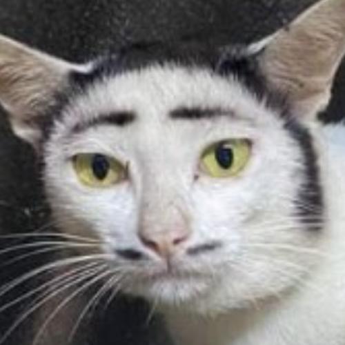 จ่าบาส_Introvert