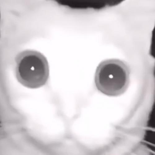 สมาชิกหมายเลข 7977818