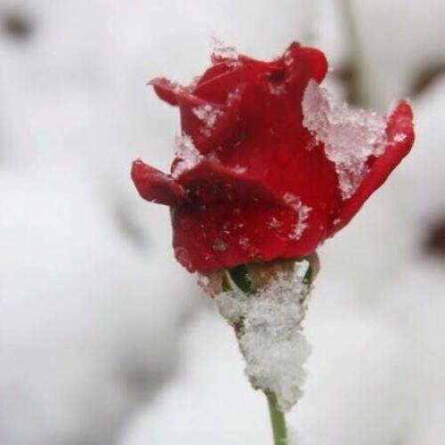 สมาชิกหมายเลข 3688613