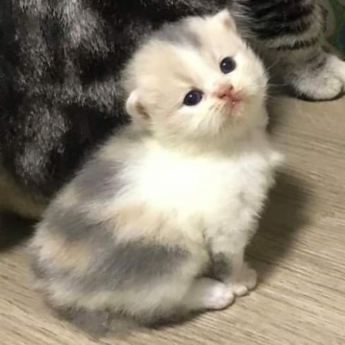 สมาชิกหมายเลข 4634751