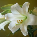 สมาชิกหมายเลข 4236746