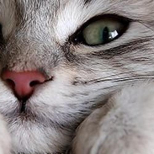 สมาชิกหมายเลข 5377977