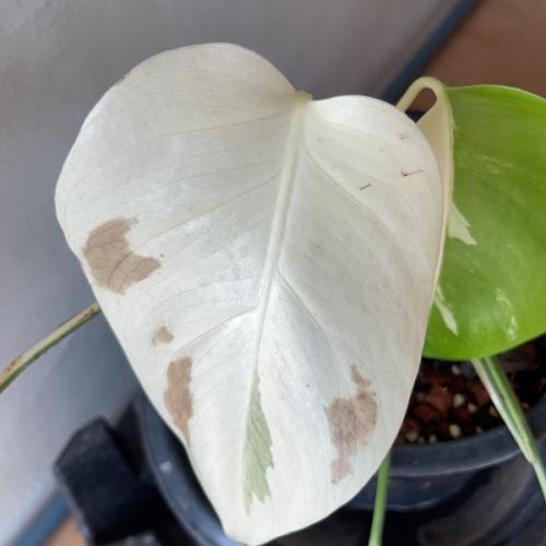 สมาชิกหมายเลข 2172615