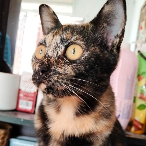 สมาชิกหมายเลข 6762836