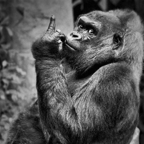 สมาชิกหมายเลข 4098867