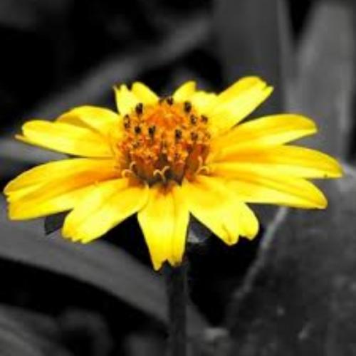 สมาชิกหมายเลข 5875247