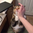 สมาชิกหมายเลข 4237866