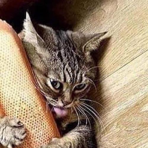 สมาชิกหมายเลข 6474869