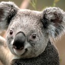 สมาชิกหมายเลข 2664187