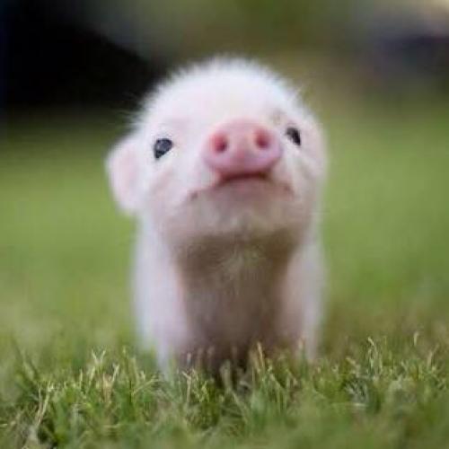 สมาชิกหมายเลข 4212691