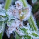 สมาชิกหมายเลข 4212938