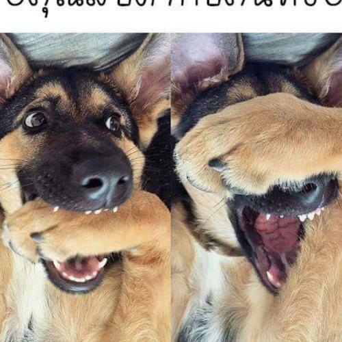 สมาชิกหมายเลข 5223860