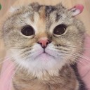 หมูอ้วนในป่าใหญ่