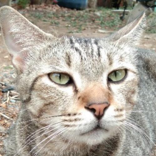 สมาชิกหมายเลข 2185770