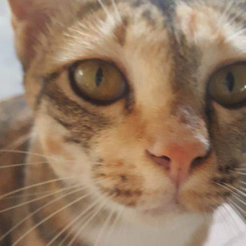 สมาชิกหมายเลข 4133792