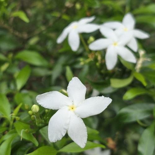 สมาชิกหมายเลข 9010425