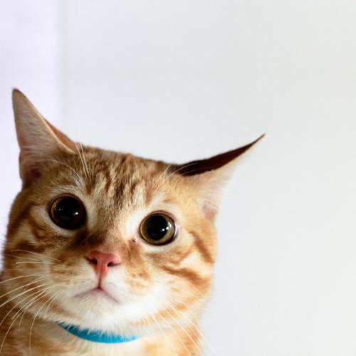 สมาชิกหมายเลข 4985761