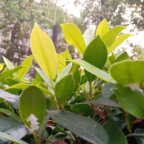 สมาชิกหมายเลข 5380346