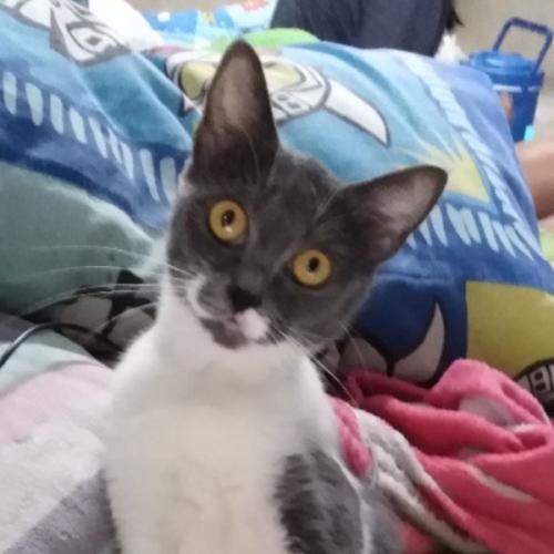 สมาชิกหมายเลข 4394509