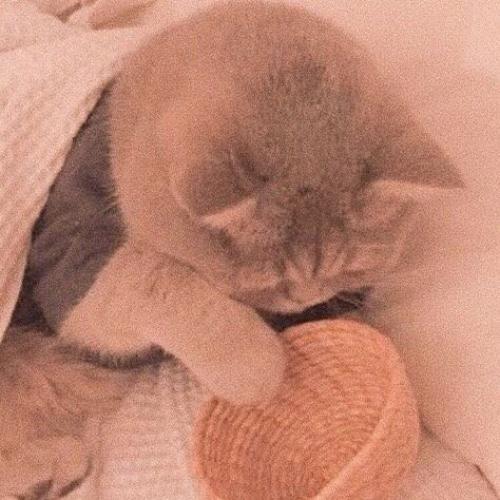 สมาชิกหมายเลข 5877158