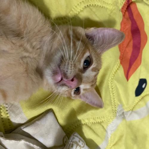 สมาชิกหมายเลข 5951300