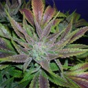 สมาชิกหมายเลข 2884409