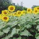 สมาชิกหมายเลข 3123141