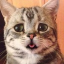 สมาชิกหมายเลข 3775082