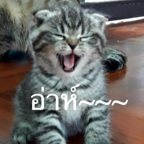 สมาชิกหมายเลข 2812309