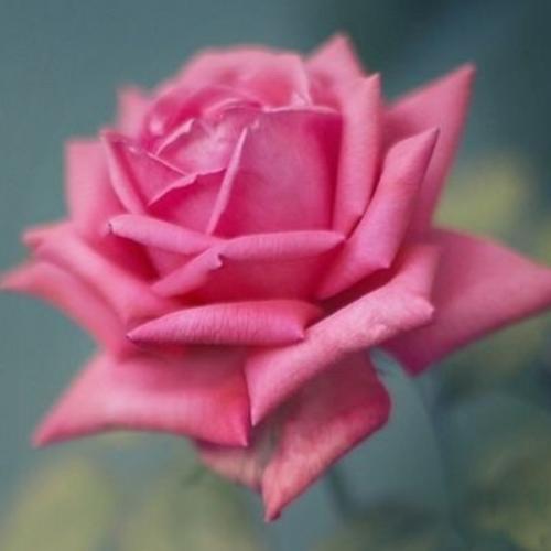 สมาชิกหมายเลข 5872807