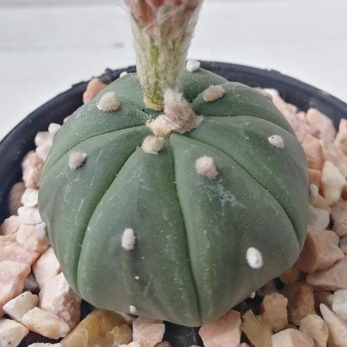 สมาชิกหมายเลข 5877693