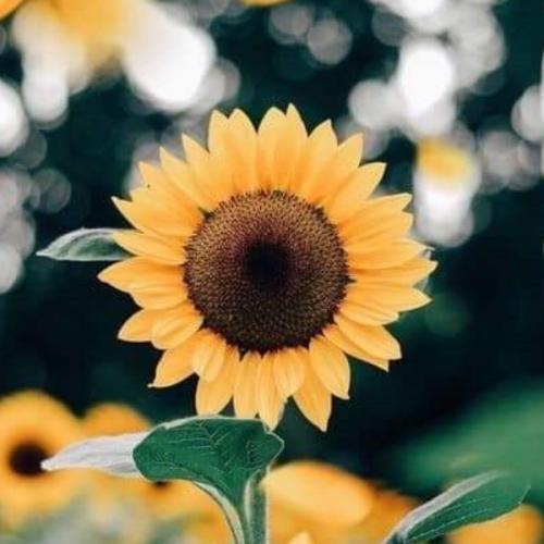 สมาชิกหมายเลข 6435576