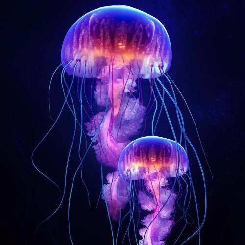 สมาชิกหมายเลข 7766850