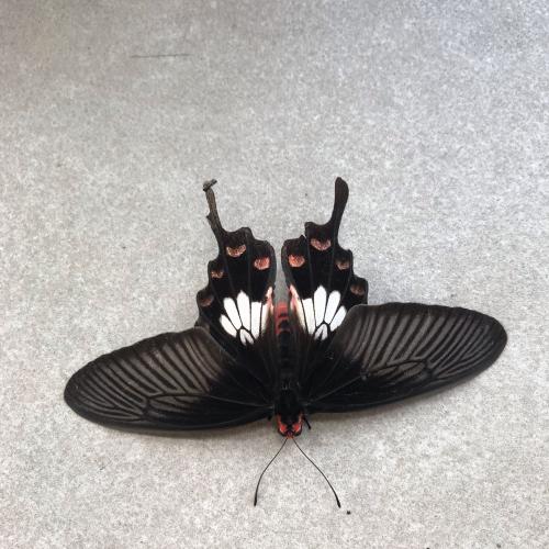 สมาชิกหมายเลข 4986512