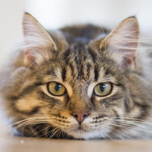 สมาชิกหมายเลข 4059751