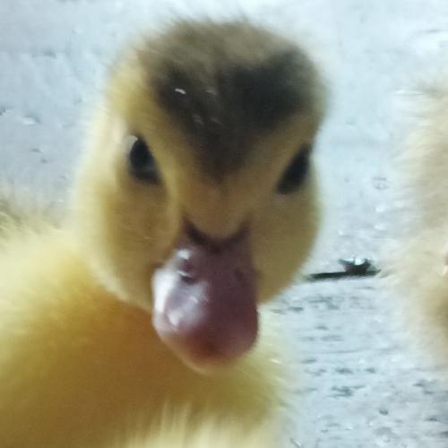 สมาชิกหมายเลข 2756471