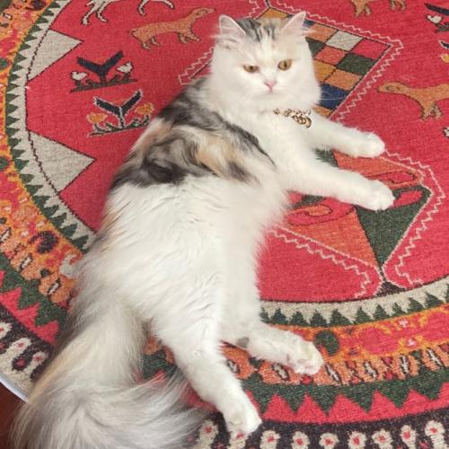 สมาชิกหมายเลข 5207862