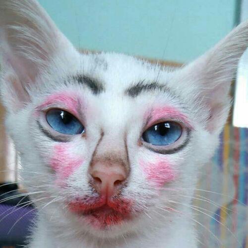 สมาชิกหมายเลข 4240214