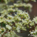 ดอกไม้เทียนหอม