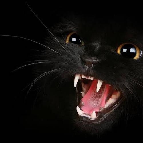 สมาชิกหมายเลข 4768031