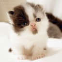 สมาชิกหมายเลข 945696