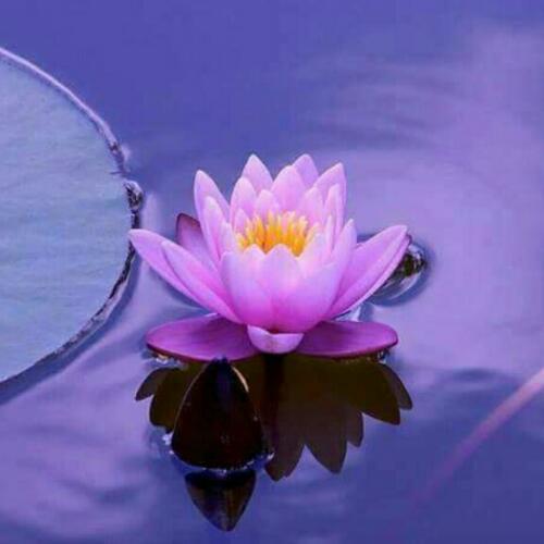 สมาชิกหมายเลข 4625754